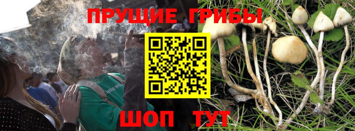 Псилоцибиновые грибы прущие грибы  Вход с VPN  Галлюциногенные грибы мицелий  Грязи 